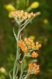 Image result for Helichrysum subulifolium