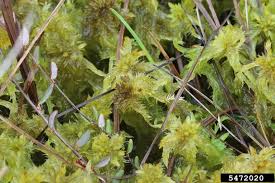 Attēlu rezultāti vaicājumam “Sphagnum cuspidatum”