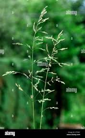 Attēlu rezultāti vaicājumam “Poa trivialis flower”