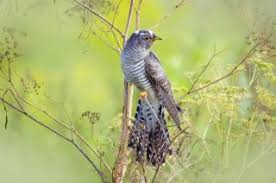 Attēlu rezultāti vaicājumam “Cuculus canorus”