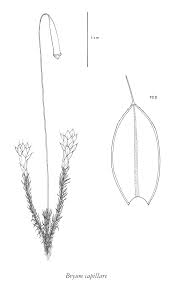 Attēlu rezultāti vaicājumam “Bryum capillare”