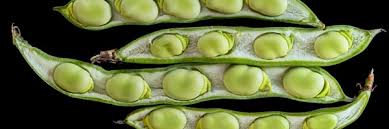 Attēlu rezultāti vaicājumam “Vicia faba”