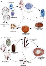 Attēlu rezultāti vaicājumam “Rhodophyta”