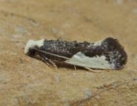 Attēlu rezultāti vaicājumam “Monopis monachella”