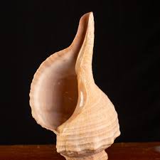 Image result for Triplofusus giganteus