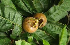 Attēlu rezultāti vaicājumam “Mespilus germanica”