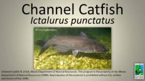 Image result for Ictalurus punctatus