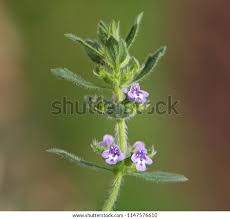 Attēlu rezultāti vaicājumam “Acinos arvensis”