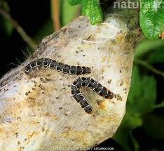 Attēlu rezultāti vaicājumam “Eriogaster lanestris”