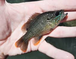 Image result for Lepomis cyanellus