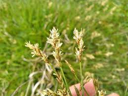 Attēlu rezultāti vaicājumam “Carex leporina”