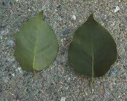Attēlu rezultāti vaicājumam “Syringa reticulata subsp. amurensis leaf”