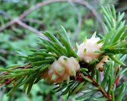 Attēlu rezultāti vaicājumam “Sacchiphantes abietis”