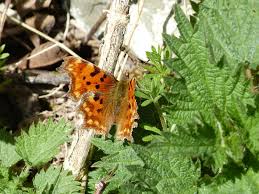 Attēlu rezultāti vaicājumam “Polygonia c-album upperside”