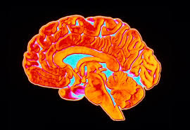 Image result for map of the brain