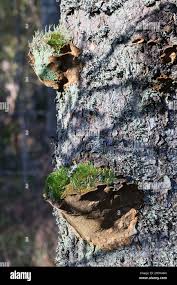 Attēlu rezultāti vaicājumam “Phellinus chrysoloma”