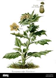 Attēlu rezultāti vaicājumam “Hyoscyamus niger”