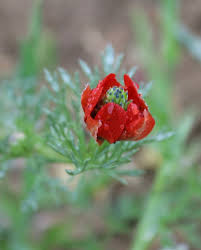 Image result for Adonis aestivalis