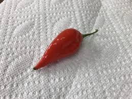 Afbeeldingsresultaat voor chili maya hot pepper hot pepper