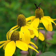Image result for Rudbeckia