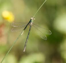 Attēlu rezultāti vaicājumam “Lestes virens”