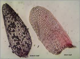 Attēlu rezultāti vaicājumam “Sphagnum rubellum”