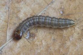 Attēlu rezultāti vaicājumam “Dioryctria abietella”