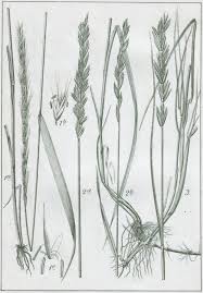 Attēlu rezultāti vaicājumam “Elymus caninus”