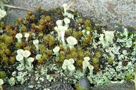 Attēlu rezultāti vaicājumam “Cladonia fimbriata”