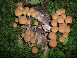 Attēlu rezultāti vaicājumam “Myriosclerotinia scirpicola”