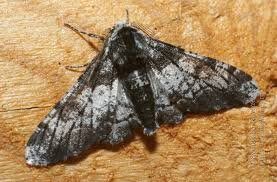 Attēlu rezultāti vaicājumam “Biston betularia”