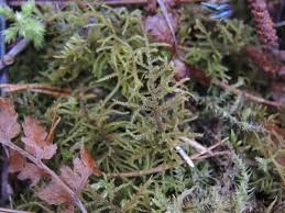 Attēlu rezultāti vaicājumam “Hylocomiastrum umbratum”