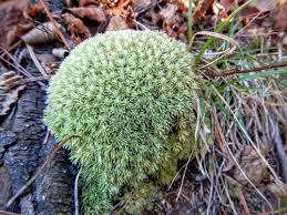 Attēlu rezultāti vaicājumam “Leucobryum juniperoideum”