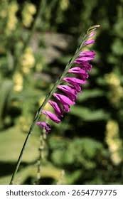 Attēlu rezultāti vaicājumam “Gladiolus imbricatus bud”