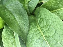 Image result for Symphytum officinale