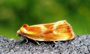 Attēlu rezultāti vaicājumam “Eulia ministrana”