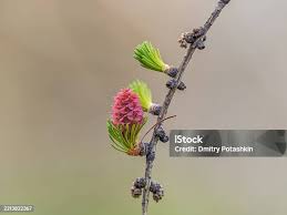 Attēlu rezultāti vaicājumam “Larix decidua flower”
