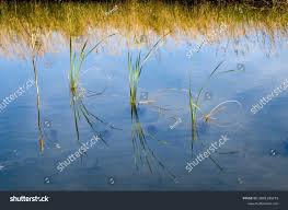 Attēlu rezultāti vaicājumam “Carex lasiocarpa leaf”