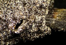 Attēlu rezultāti vaicājumam “Diderma subviridifuscum”