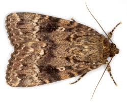 Attēlu rezultāti vaicājumam “Euphydrias aurinia upperside”