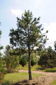 Attēlu rezultāti vaicājumam “Pinus nigra”