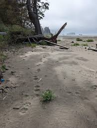 Image result for Craigavon Cougars