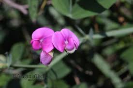 Attēlu rezultāti vaicājumam “Lathyrus latifolius bud”