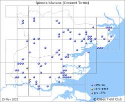 Attēlu rezultāti vaicājumam “Epinotia bilunana”
