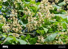 Attēlu rezultāti vaicājumam “Catalpa ovata”