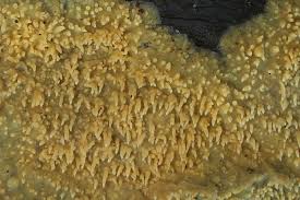 Attēlu rezultāti vaicājumam “Mycoacia fuscoatra”