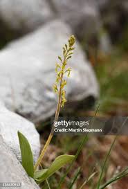 Attēlu rezultāti vaicājumam “Listera ovata”