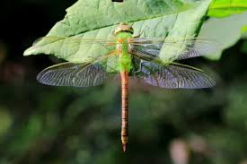 Attēlu rezultāti vaicājumam “Aeshnidae”