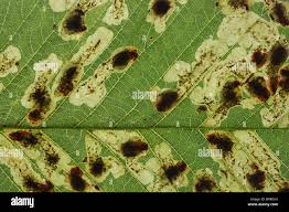 Attēlu rezultāti vaicājumam “Cameraria ohridella”