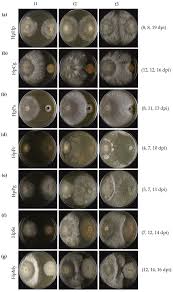 Attēlu rezultāti vaicājumam “Heterobasidion parviporum”